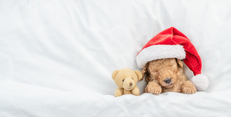 Poster - Tiny Toy Poodle puppy wearing red santa hat sleeps with toy bear under white blanket at home. Top down view. Empty space for text