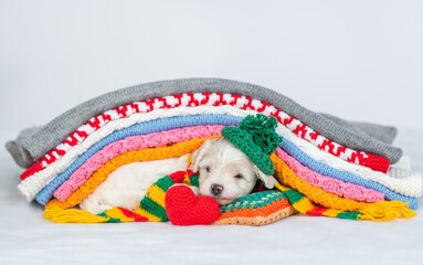 Poster - Cozy bichon frise puppy wearing warm scarf and winter hat lying with red heart under stack of warm plaids in cold autumn or winter weather