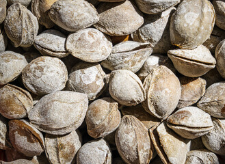 Wall Mural - The texture of a pile of apricot kernels in the shell. Background of healthy plant vegan food. Nuts.