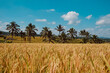 golden ripe rice field, coconut palm trees and blue sky at Jatiluwih, Bali, indonesia