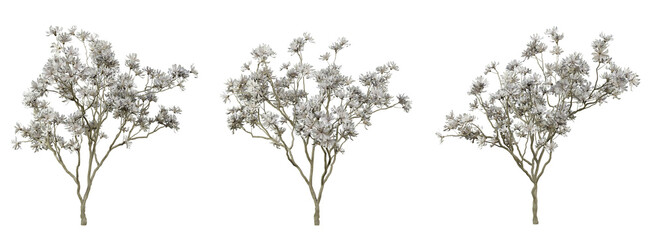 Wall Mural - magnolia stellata tree on transparent background, png trees, 3d render illustration.