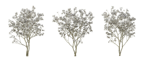 Wall Mural - magnolia stellata tree on transparent background, png trees, 3d render illustration.