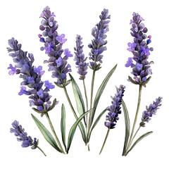 Wall Mural - Lavender flowers on isolated white background, watercolor illustration, hand drawn