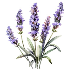 Wall Mural - Lavender flowers on isolated white background, watercolor illustration, hand drawn