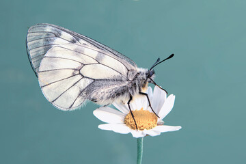 Macro shots, Beautiful nature scene. Closeup beautiful butterfly sitting on the flower in a summer garden.