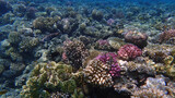 Fototapeta Do akwarium - coral reef from Egypt