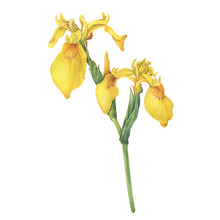 Stem With Flowers Of The European Yellow Iris Pseudacorus With Bud (the Yellow Flag, Yellow Iris, Or Water Flag). Watercolor Hand Drawn Painting Illustration, Isolated On White Background