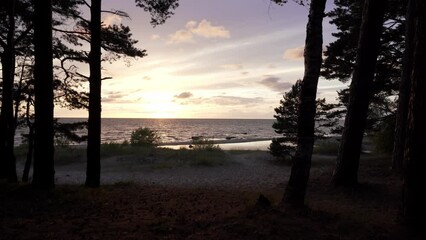 Wall Mural - Wide shot of sunset at the baltic sea with beach and silhouettes of pines in the foreground