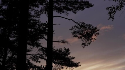 Poster - Silhouettes of pines at a beach of the baltic sea in Estonia