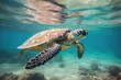 A beautiful turtle swims in clear water.