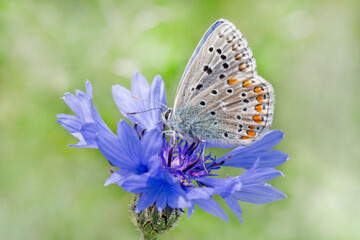 Sticker - blue lycaenidae butterfly sitting on cornflower