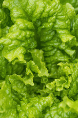 Wall Mural - Green salad or lettuce leaves in garden, homegrown produce in back yard, closeup