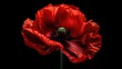 A captivating composition of a single vibrant red poppy positioned at the center of a sleek black background, creating a dramatic contrast and allowing for text overlay. Generative AI. 