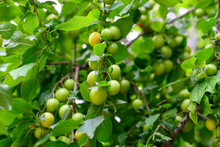 The Orchard Is Full Of Fresh Emerald Green Plums Close-up. Green Plums On Plum Tree Leaves