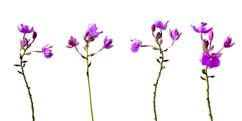 Beauty flowers isolated on white background