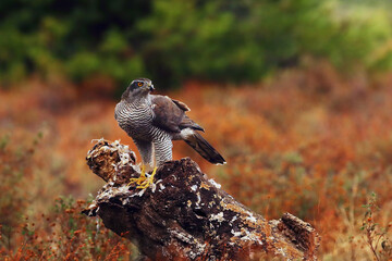 Poster - The northern goshawk (Accipiter gentilis) sits on a tree with a quail in its talons. A hawk with prey in the evening light. A bird of prey in a typical environment with typical prey.