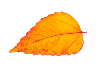 Wall Mural - autumn leaf isolated on transparent png