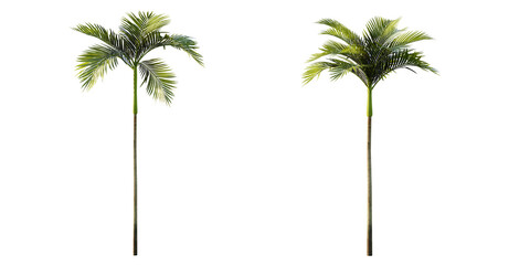 Wall Mural - isolated cutout artistic palm tree, best use for landscape design, best use for architectural render post production.