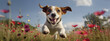 Portrait of happy Jack Russell Terrier dog jumping floating up in the air sunny day on flower field. Banner with copy space