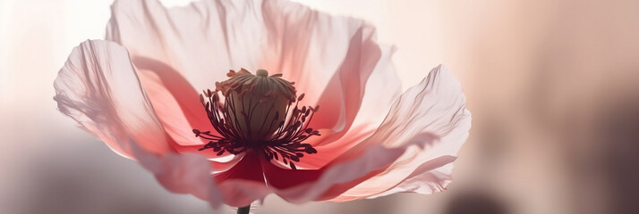 Canvas Print - Translucid poppy flower on white background with backlight illustration with soft light pastel colors, Generative AI