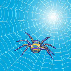 spider on the web