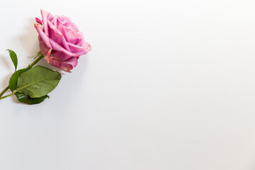 Wall Mural - pink rose on a wooden background