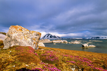 flowering purple saxifrage in a arctic landscape