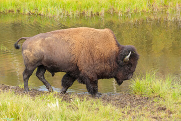Wall Mural - wood bison bull (bison bison athabascae) walking in front of a small waterhole