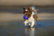 small dog fetching a toy ball from water on the beach