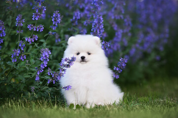 Wall Mural - white pomeranian spitz puppy sitting outdoors with blue flowers