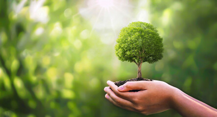 hand children holding young plant with sunlight on green nature background. concept eco earth day