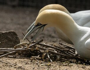 Sticker - Closeup shot of two gannets preparing sticks to make a nest