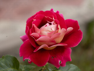 Rose, Carduus, plant, flower, nature, purple, natural, floral