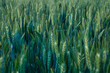 the field of green rye