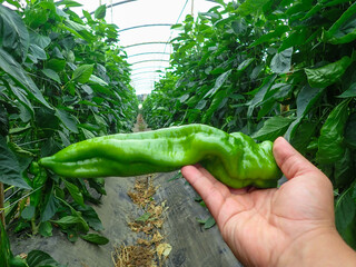 Fresh ripe red bell pepper in the hand of a young man. Harvesting sweet pepper close-up, Close up man hand holding fresh green bell pepper on greenhouse, The farmer holding fresh peppers in the hand.