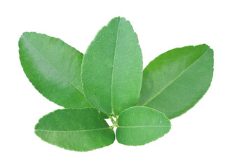 Wall Mural - Lemon leaf isolated on treansparent background. Png file