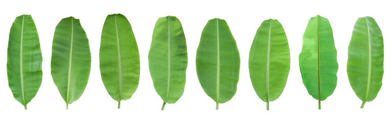 Wall Mural - set of green banana leaf isolated on transparent background
