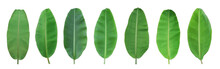 Set Of Green Banana Leaf Isolated On Transparent Background