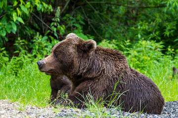 Canvas Print - Bear with cubs on the Transfagarasan in Romania