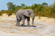 elefant,  Namibia, male