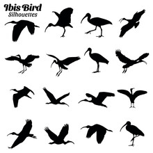 Ibis Bird Silhouettes Vector Illustration Set.