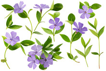 Flowers And Leaves Of Blooming Blue Periwinkle, Isolated On A White Background