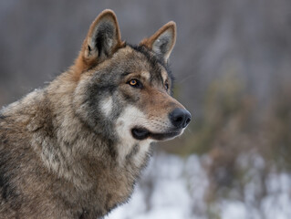 Wall Mural - portrait of a gray wolf on a blurred background