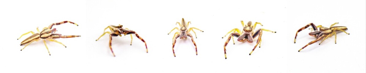Hentz jumping spider - Hentzia grenada - is a species of striped jumping spider. It is found in Florida and south Georgia in the United States. Isolated on white background five views