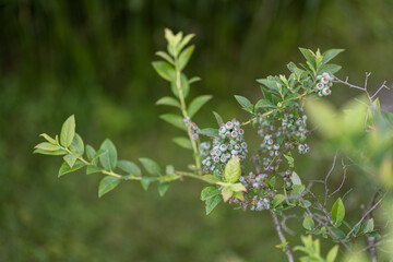 Sticker - Green blueberry fruits on a bush.