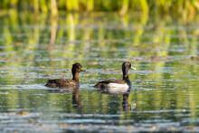 Pair Of Tufted Ducks Or Tufted Pochards - Aythya Fuligula Floating On Colorful Calm  Water With Green Background. Photo From Milicz Ponds In Poland.