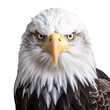 Bald Eagle on Transparent Background