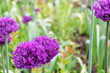 A pair of purple globular alliums (Purple Sensation) and a bee sitting on one of them, on the background of a flower bed with the same flowers