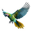 Tropical Colorful Parrot Bird