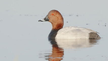 Wall Mural - Common pochard bird, male in breeding plumage in water, Aythya ferina